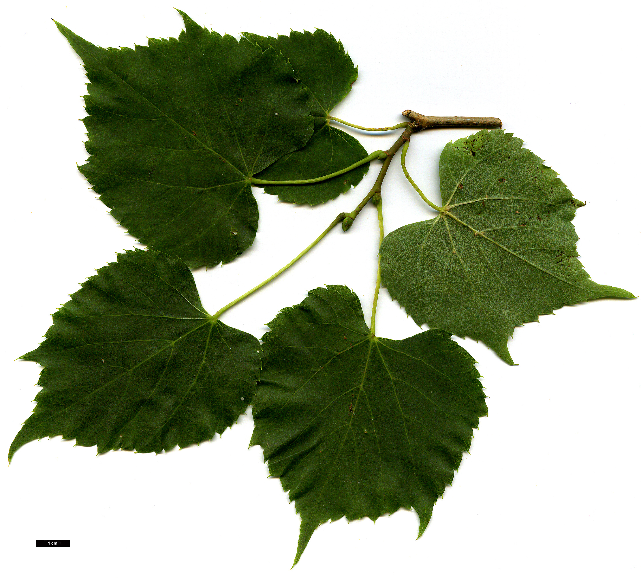High resolution image: Family: Malvaceae - Genus: Tilia - Taxon: 'Harold Hillier' (T.japonica 'Ernest Wilson' × T.mongolica)